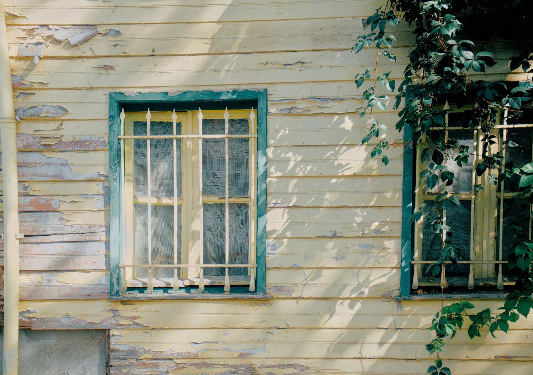 Weathered wooden house facade with aged paint and climbing vines under sunlight, creating a rustic charm in Pasadena, CA