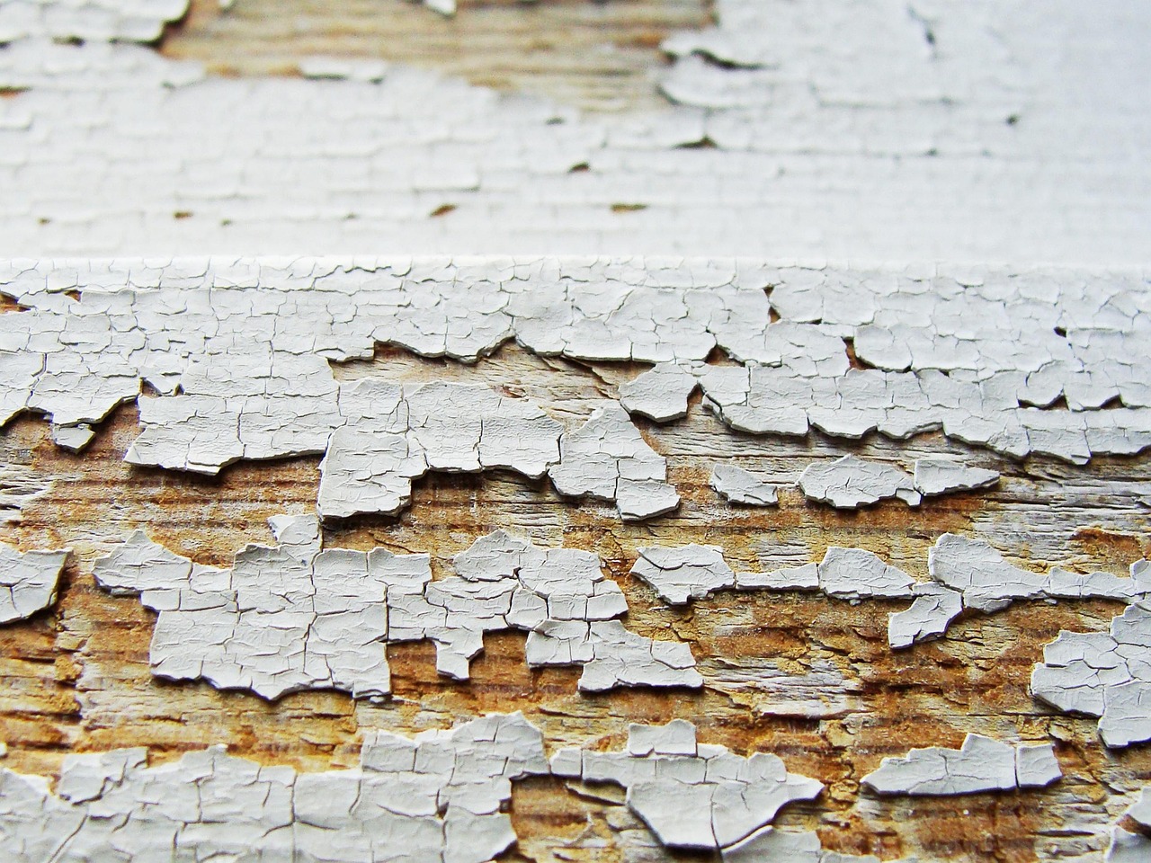 Close view of old paint curling and flaking away from a weathered wooden board.